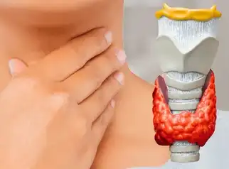 Kelenjar Tiroid dan Perannya bagi Energi Tubuh, Ternyata Juga Berpengaruh pada Berat Badan