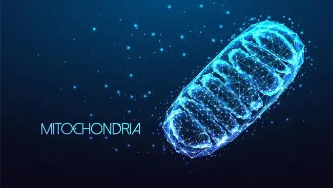 Sering Merasa Loyo? Bisa Jadi "Pabrik Energi" di Dalam Selmu Lagi Bermasalah!