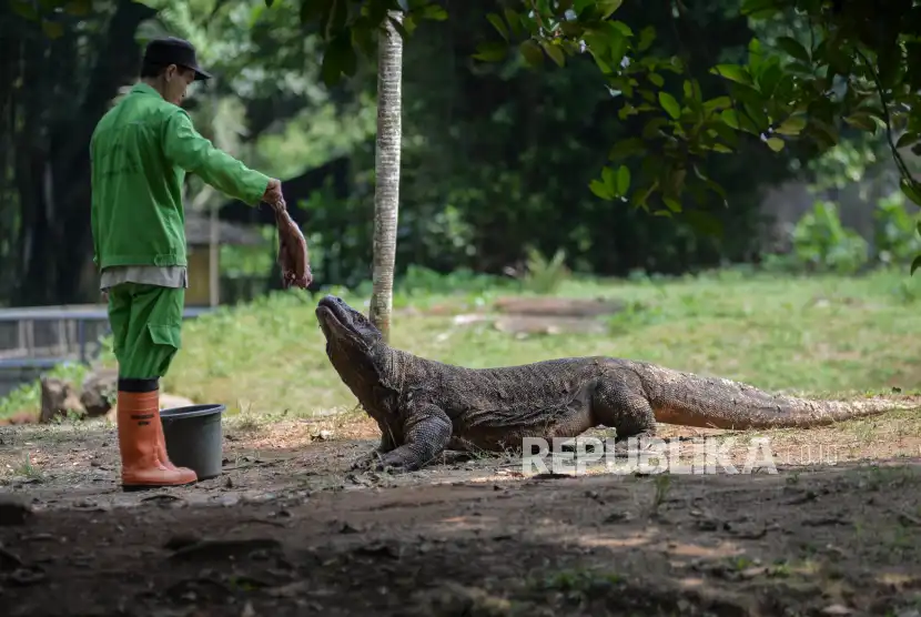 Fakta Unik Air Liur dan Kelenjar Racun Komodo dalam Memburu Mangsa