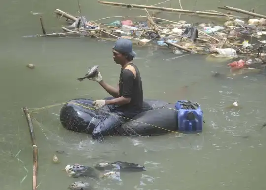 Basmi Spesies Invasif, Pemkot Jakpus 'Bedah' Kali Cideng dari Dominasi Ikan Sapu-Sapu