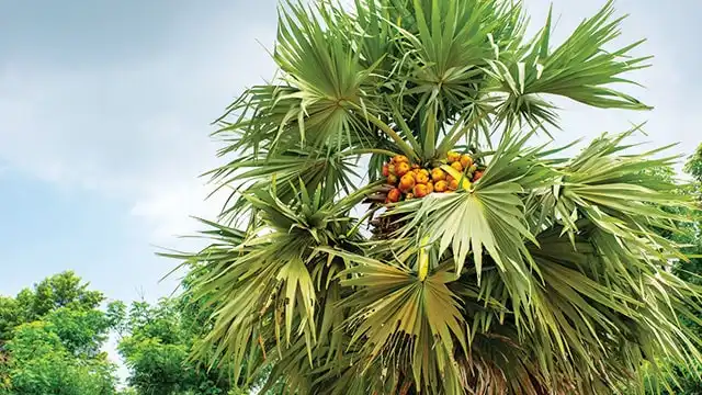 Cadangan Air Tersembunyi di Balik Batang Keras Pohon Lontar
