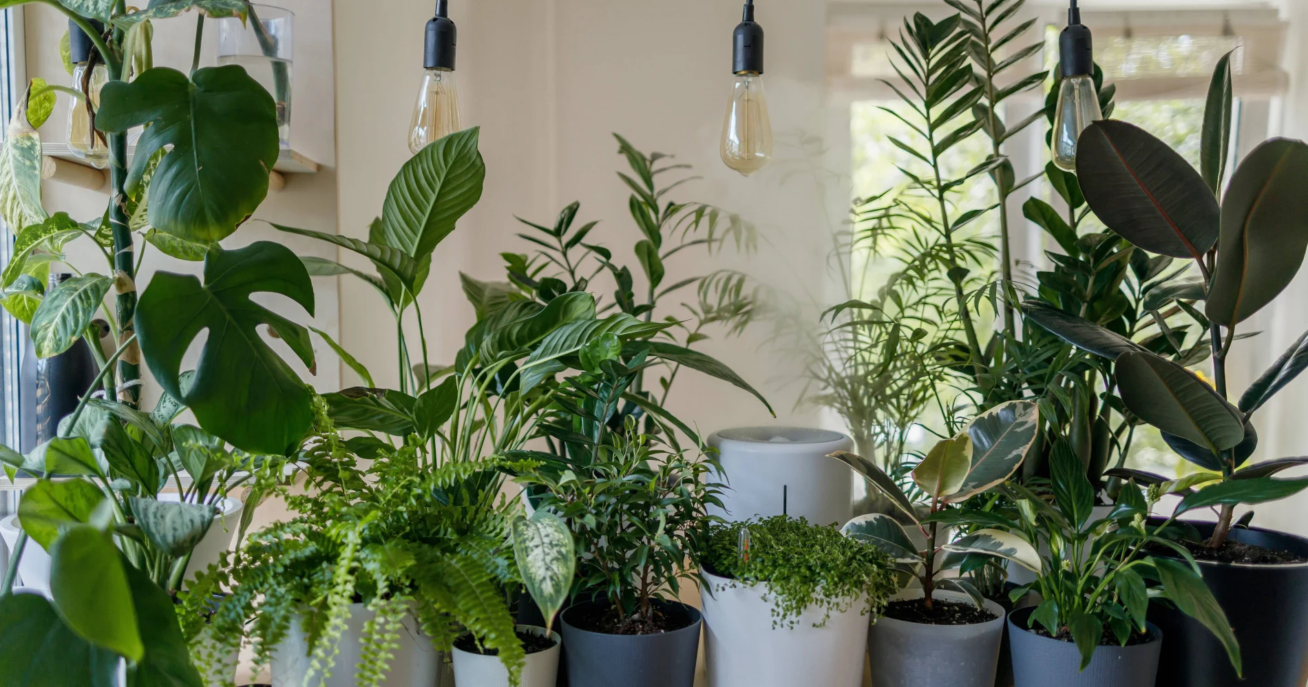 Jadi Terapi Stres, Ini Panduan Rawat Monsterra dan Spathiphyllum buat Pemula