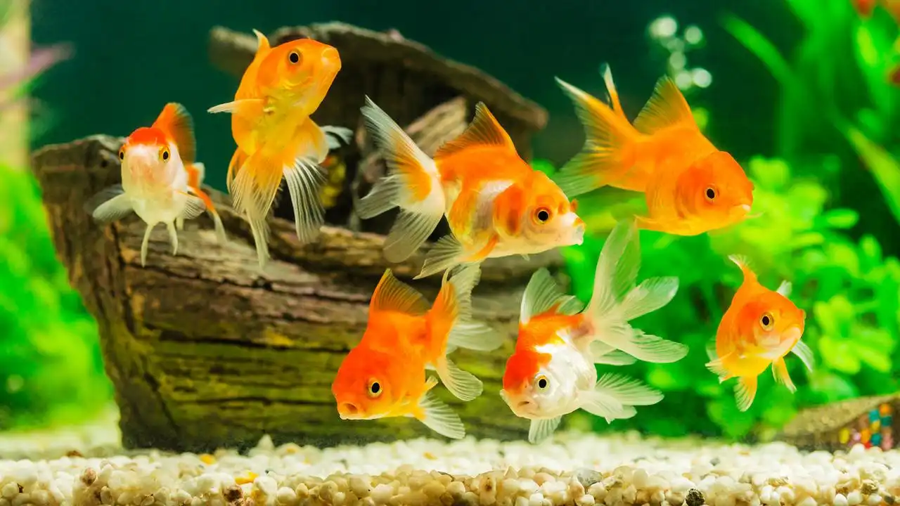 Ikan Hias yang Paling Mudah Dipelihara untuk Pekerja Sibuk Low Maintenance High Aesthetic