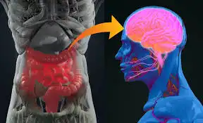Benarkah Perut Punya 'Otak' Sendiri? Mengenal Hubungan Erat antara Usus dan Kesehatan Mental