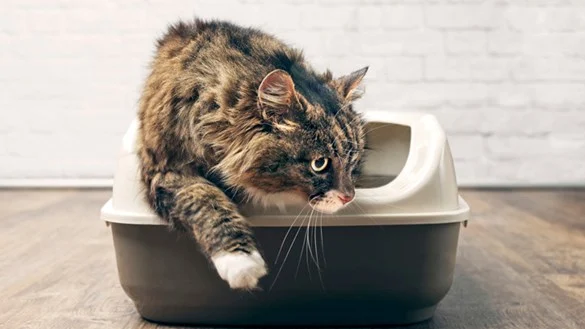 Cara Aman Membersihkan Kotak Pasir Kucing Agar Terhindar dari Toxoplasma