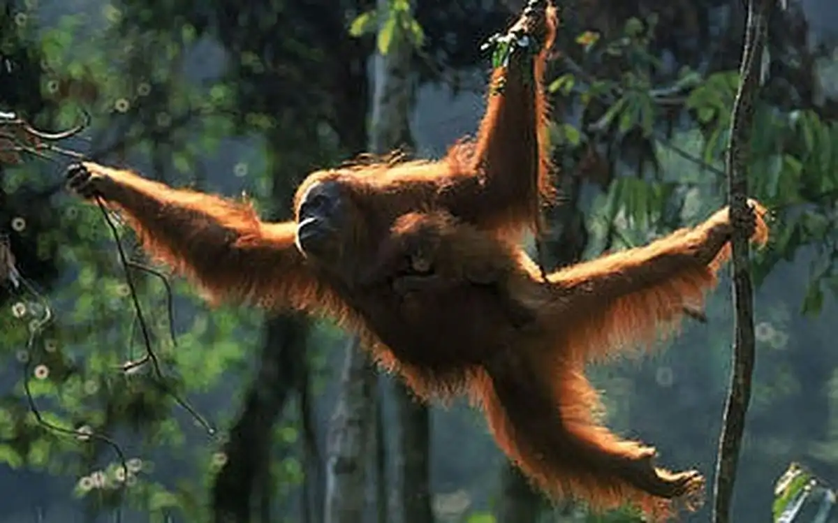 Gak Cuma Buat Gaya, Ternyata Ini Alasan Ilmiah Mengapa Lengan Orangutan Lebih Panjang dari Kakinya