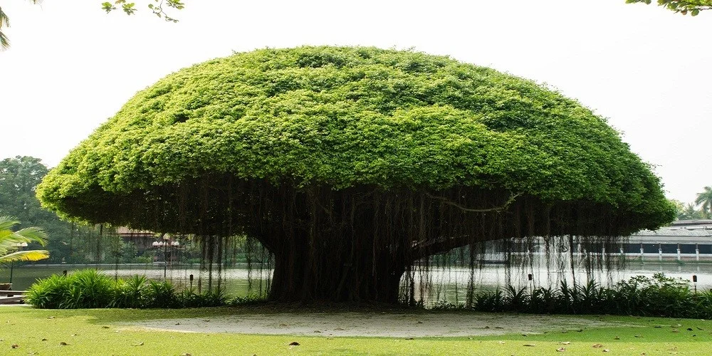 Belajar dari Metafora 'Pohon Beringin': Alasan Kita Butuh Tempat Bernaung yang Teduh di Era Modern