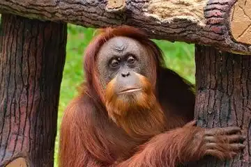 Macam-Macam Hewan Endemik Indonesia: Kekayaan Fauna yang Mendunia