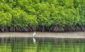 Mangrove Lebih Tangguh daripada Tembok Beton dalam Menahan Tsunami
