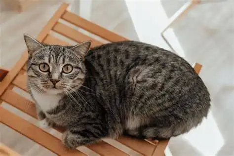 Asal-Usul Kucing Tabby, Pola Belang Ikonik yang Ditemukan di Berbagai Belahan Dunia