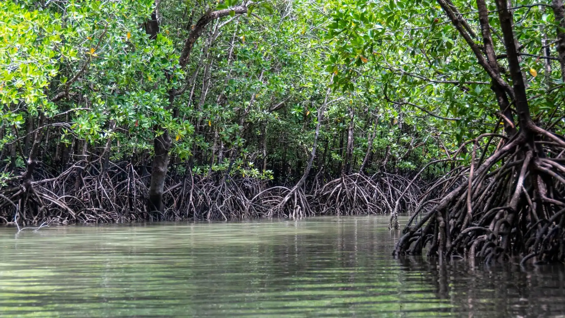 Dari Bakau hingga Api-Api: Karakteristik dan Jenis Mangrove Pesisir Nusantara