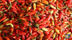 Kecil-Kecil Cabai Rawit! Rahasia Microgreens yang Nutrisinya 40 Kali Sayur Biasa