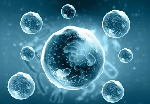 Bahaya Laten! Ini Alasan Logis Kenapa Gula dan Lemak Trans Bikin Sel Tubuhmu Terbakar