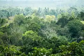 Gak Cuma Hutan Hujan, Ini 5 Jenis Hutan di Indonesia yang Bikin Paru-Paru Dunia Tetap Sehat