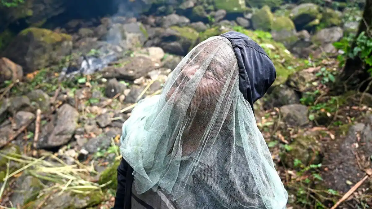 Madu "Gila" dari Nepal: Bagaimana Grayanotoksin Memanipulasi Sistem Saraf Manusia