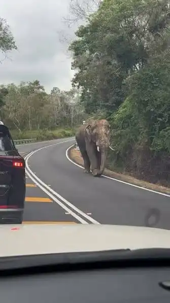 Gajah Sulong Tempuh 140 Km Demi Pulang ke Habitat Asalnya