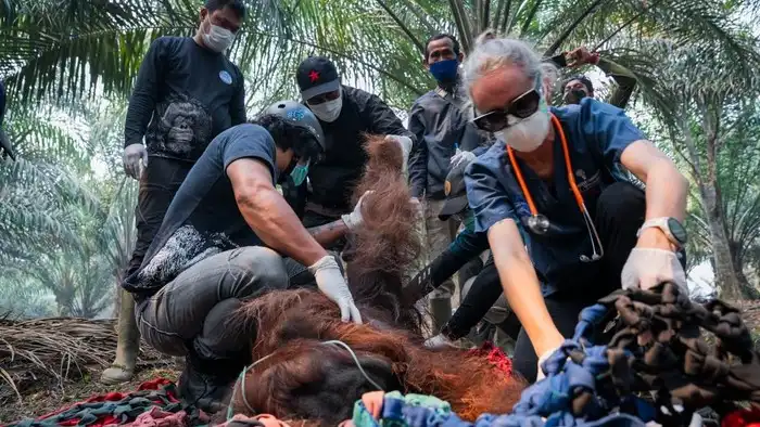 Terpapar Asap Karhutla, Orangutan Jantan Ditemukan Terkapar di Kebun Warga