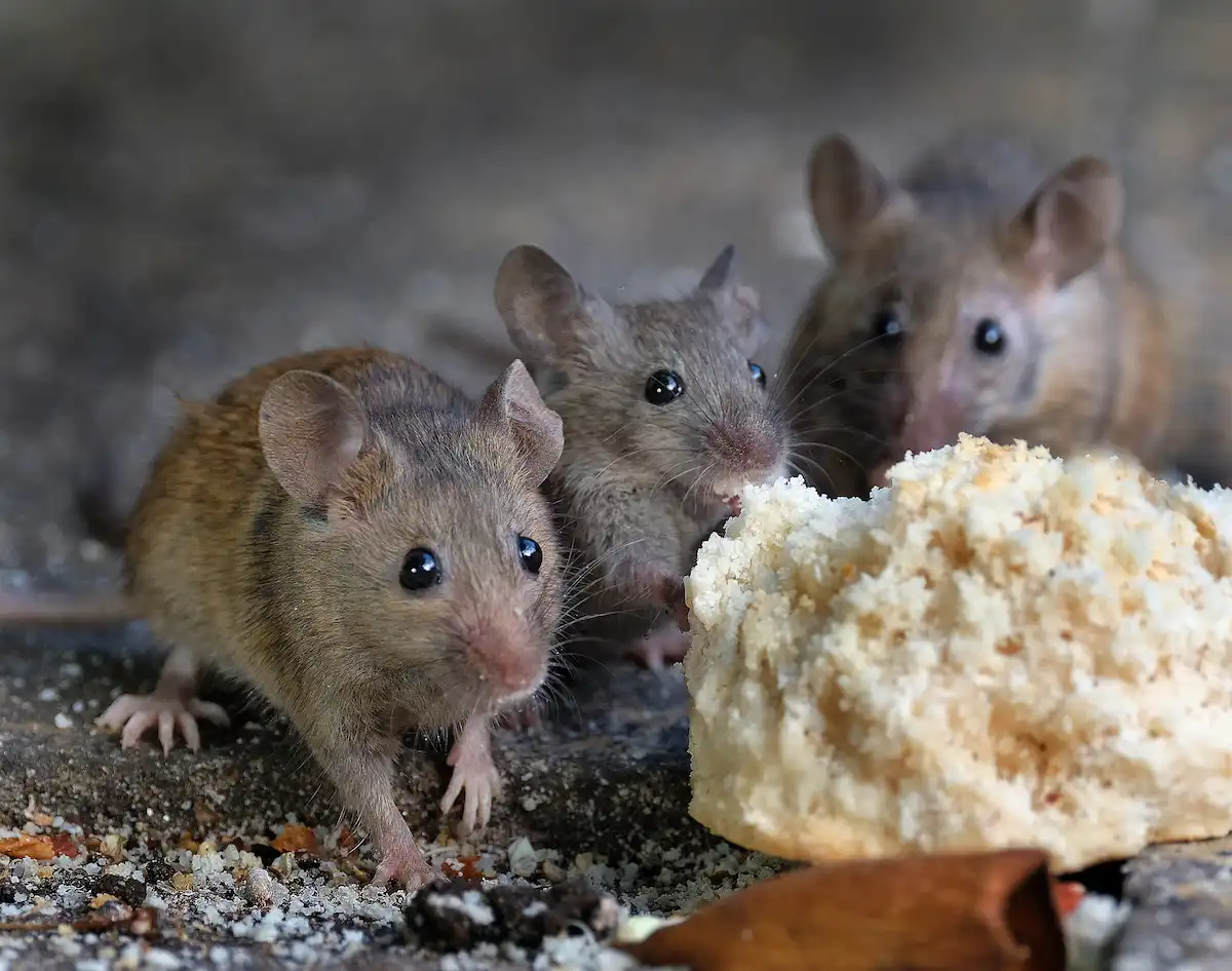 Bukan Kebetulan, Ini Alasan Ilmiah Kenapa Ular dan Tikus Sering Masuk Rumah Saat Hujan