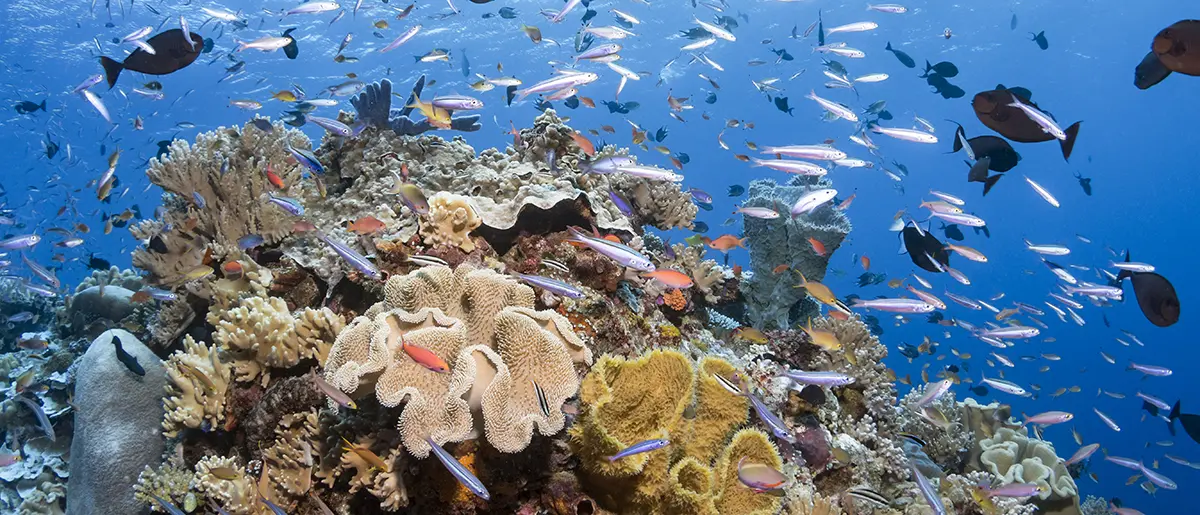 Labirin Karang Wakatobi, Infrastruktur Alami Paling Aman bagi Ekosistem Laut Dunia