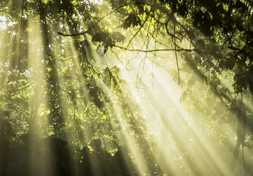 Persaingan Sengit Rebutan Cahaya! Mengenal Struktur Kanopi yang Bikin Lantai Hutan Jarang Ditumbuhi Tanaman Kecil