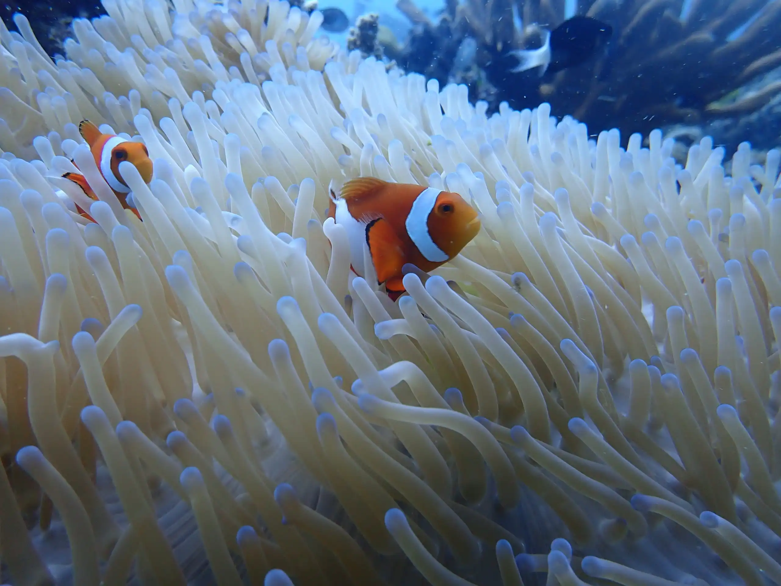 Lebih dari Sekadar Film: Rahasia Pertahanan Diri di Balik Persahabatan Ikan Badut dan Anemon