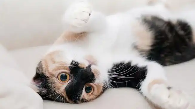 Terapi Kucing dan Manfaatnya bagi Kesehatan Mental, dari Redakan Stres hingga Atasi Kesepian