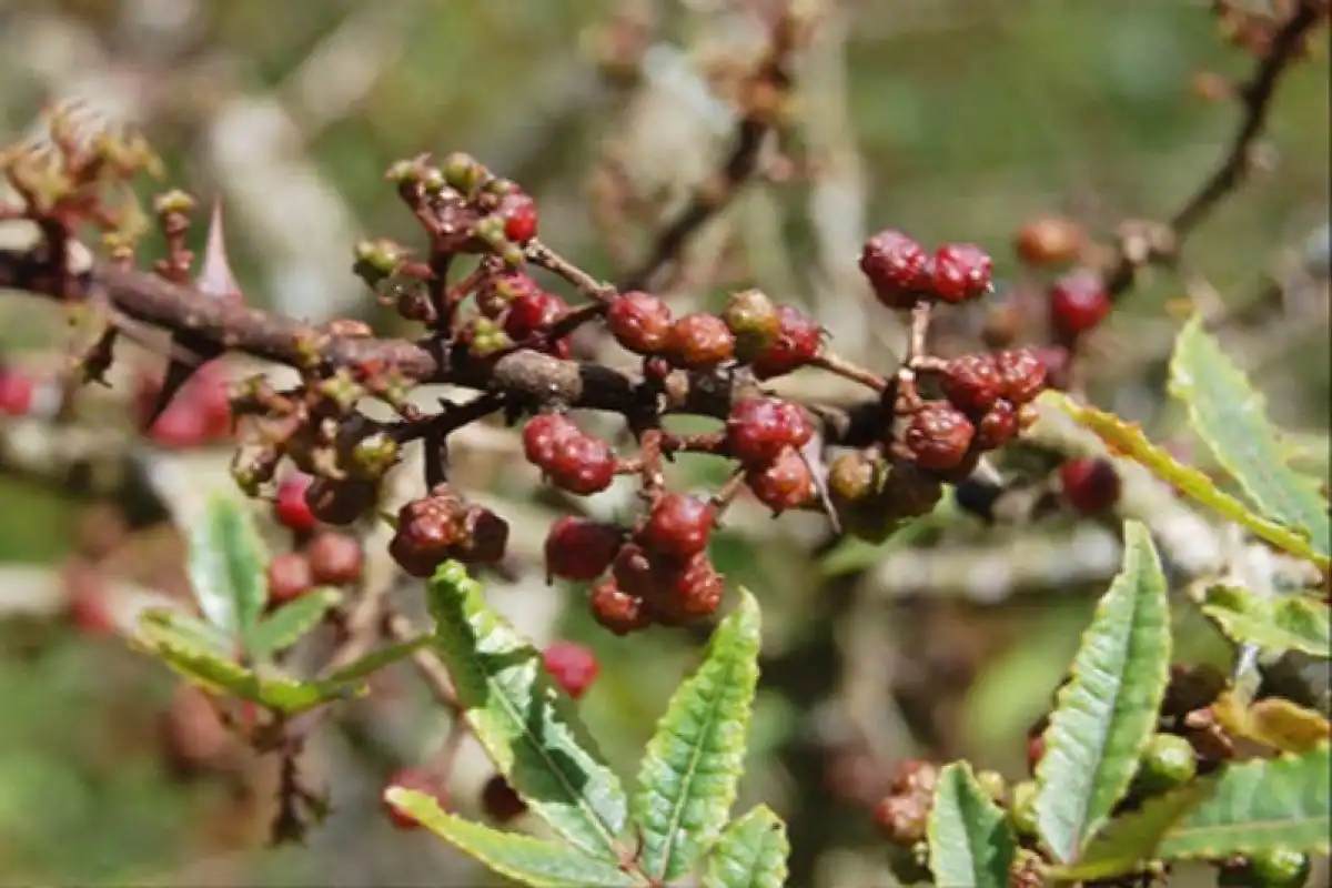 Bukan Pedas Biasa! Ini Alasan Ilmiah Kenapa Andaliman Bikin Lidahmu Bergetar dan Kebas