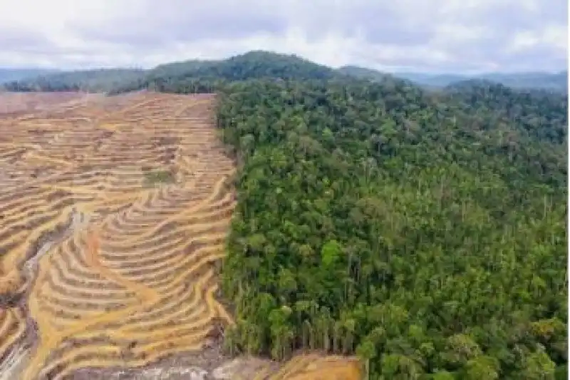 Kiamat Ekologis! Ini Gambaran Mengerikan yang Terjadi Jika Semua Hutan di Bumi Mendadak Hilang