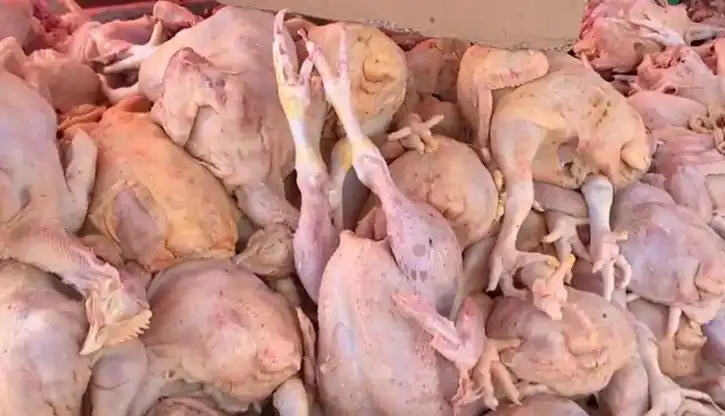 Harga Ayam Turun hingga Rp35.000 per Kg, Peternak Rugi Akibat Pasokan Berlebih