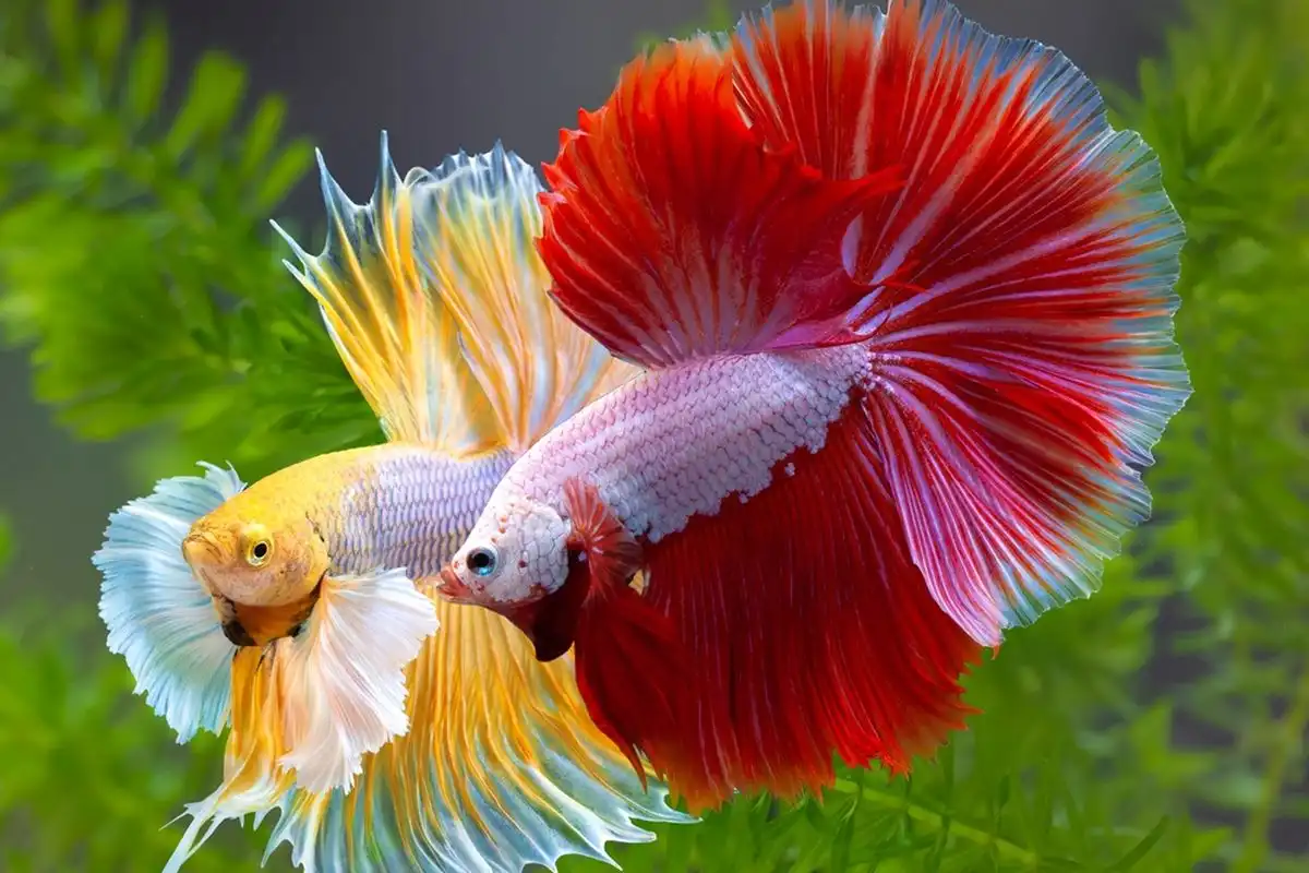 Mengapa Ikan Cupang Tidak Boleh Disatukan? Mengenal Sifat Teritorial dan Solusinya