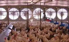 Bukan Sekadar Ventilasi Rahasia Manajemen Udara untuk Memutus Rantai Penyakit Ternak