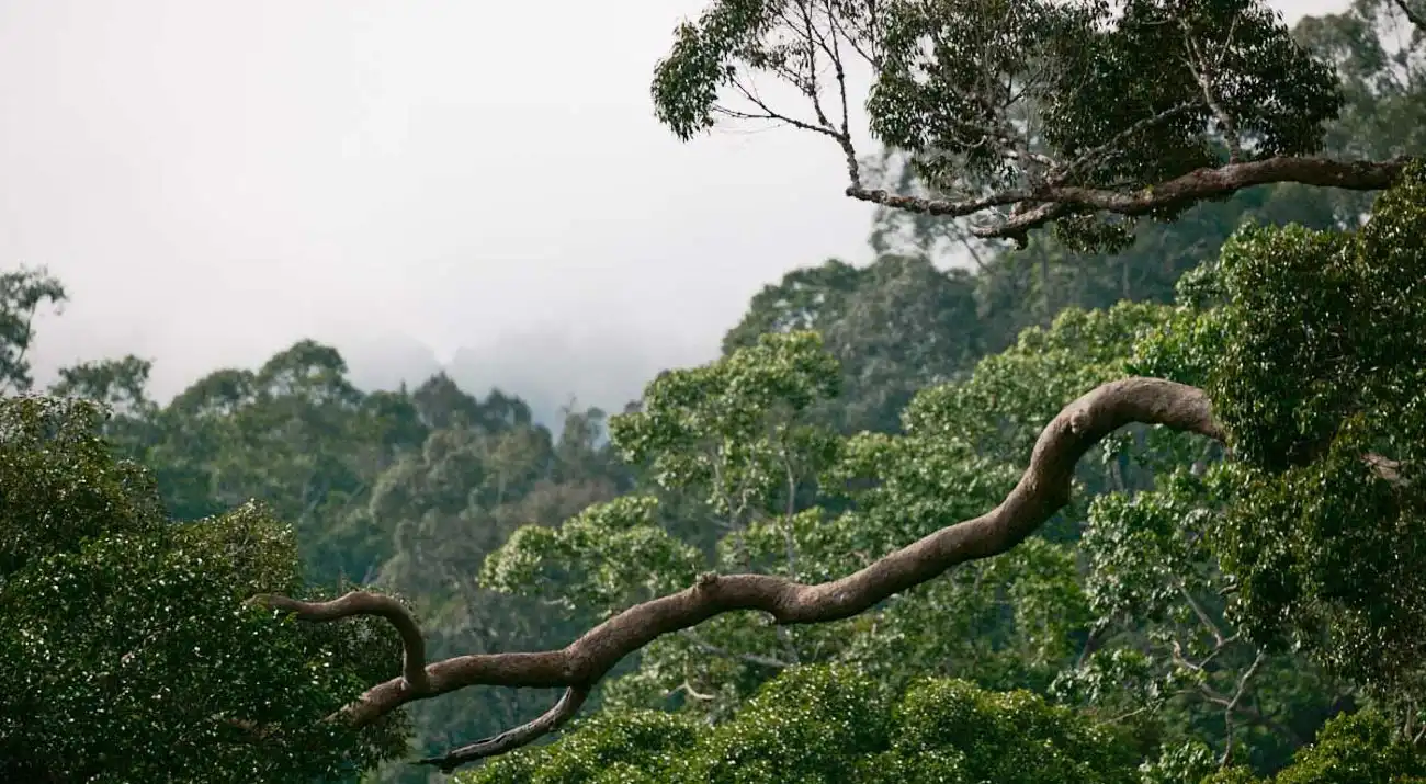 Gak Cuma Enak Didengar, Ini Alasan Ilmiah Mengapa Suara Alam di Hutan Bisa Obati Insomnia