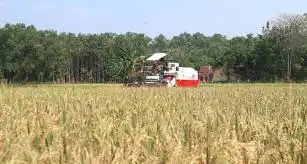 Lawan Kekeringan! Ini Alasan Logis Kenapa Petani Cerdas Pilih Padi Varietas VUTK