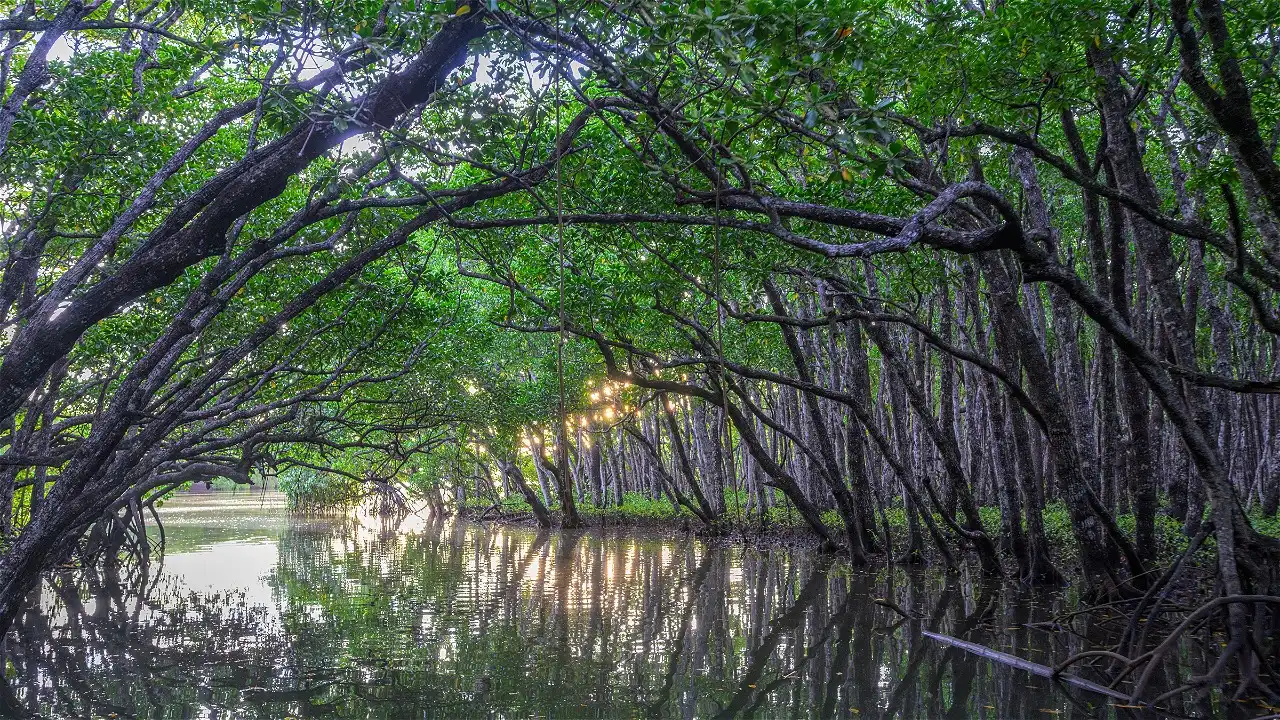 Cara Mudah Berkontribusi Menjaga Kelestarian Hutan Mangrove bagi Awam