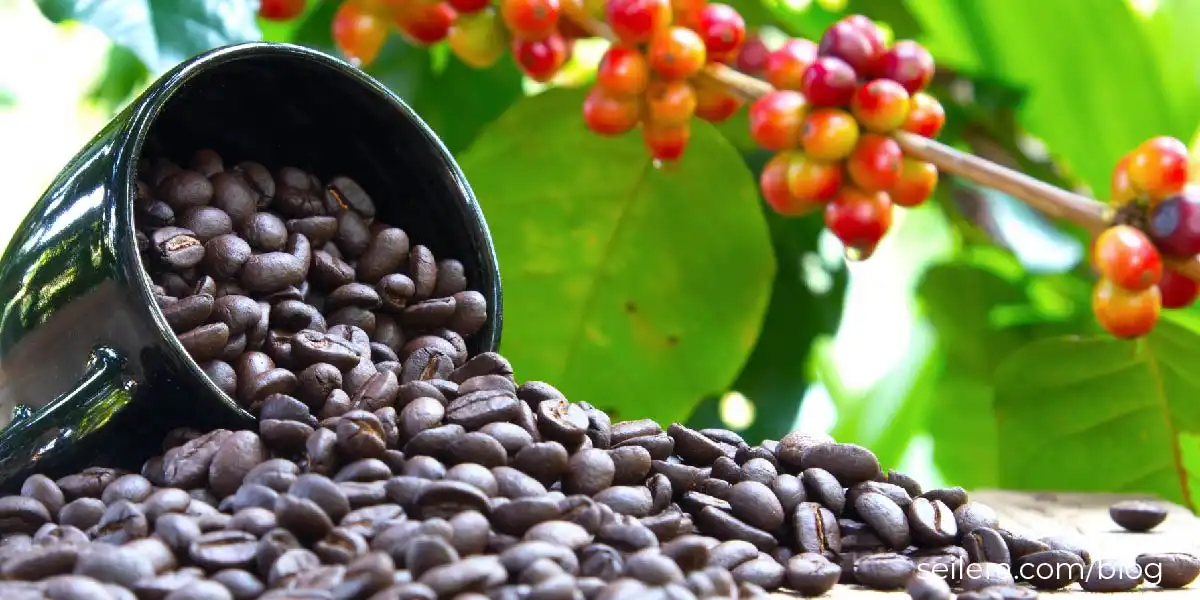 Kopi Flores Mengapa Arabika Bajawa dan Manggarai Begitu Dicintai Dunia
