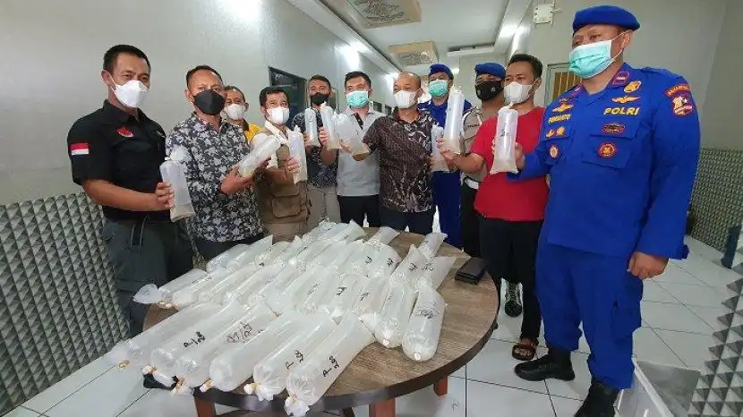 Sindikat Benih Lobster di Garut Terbongkar, Polisi Ungkap Operasi yang Berjalan 10 Tahun