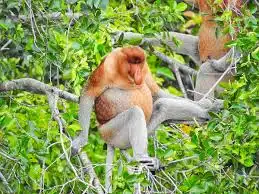 Tanpa Mereka Hutan Bisa Punah! Mengenal Burung dan Primata Sang Penyebar Benih Nusantara