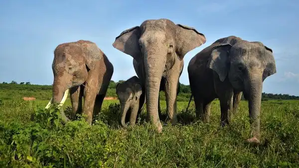 Wisata Tunggang Gajah Akan Dilarang, Pemerintah Siapkan Inpres untuk Lindungi Satwa
