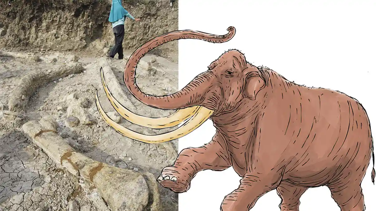 Jejak Gajah Purba Stegodon yang Pernah Menghuni Pulau Jawa dan Flores