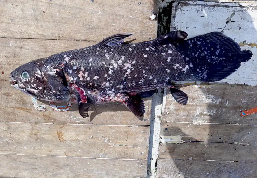 Ikan Purba yang Masih Hidup Mengenal Coelacanth dan Sejarah Penemuannya di Indonesia