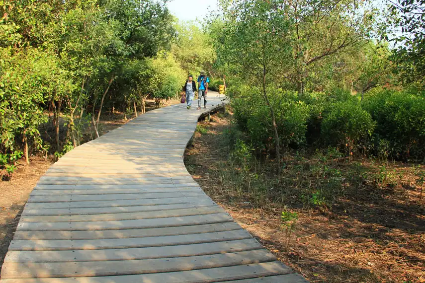 Jelajah Ekowisata Mangrove: Liburan Hijau yang Edukatif dan Menyenangkan