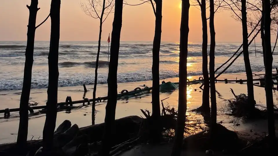 Penurunan Muka Tanah Ancam Pesisir Pekalongan, Penanaman Mangrove Digencarkan Cegah Abrasi