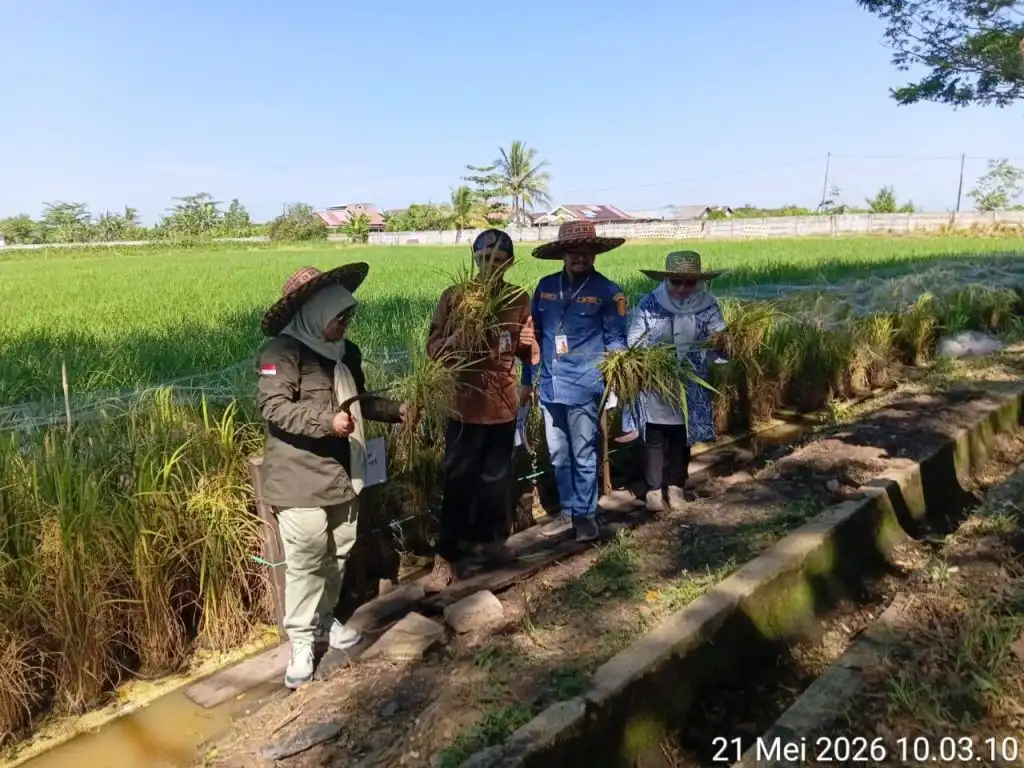 Panen Perdana Padi Apung di Kalsel Capai 3,6 Ton per Hektare
