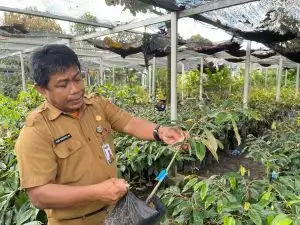 Benih Lokal Jadi Andalan, BBTPH Kalsel Kembangkan Durian hingga Pisang Unggulan