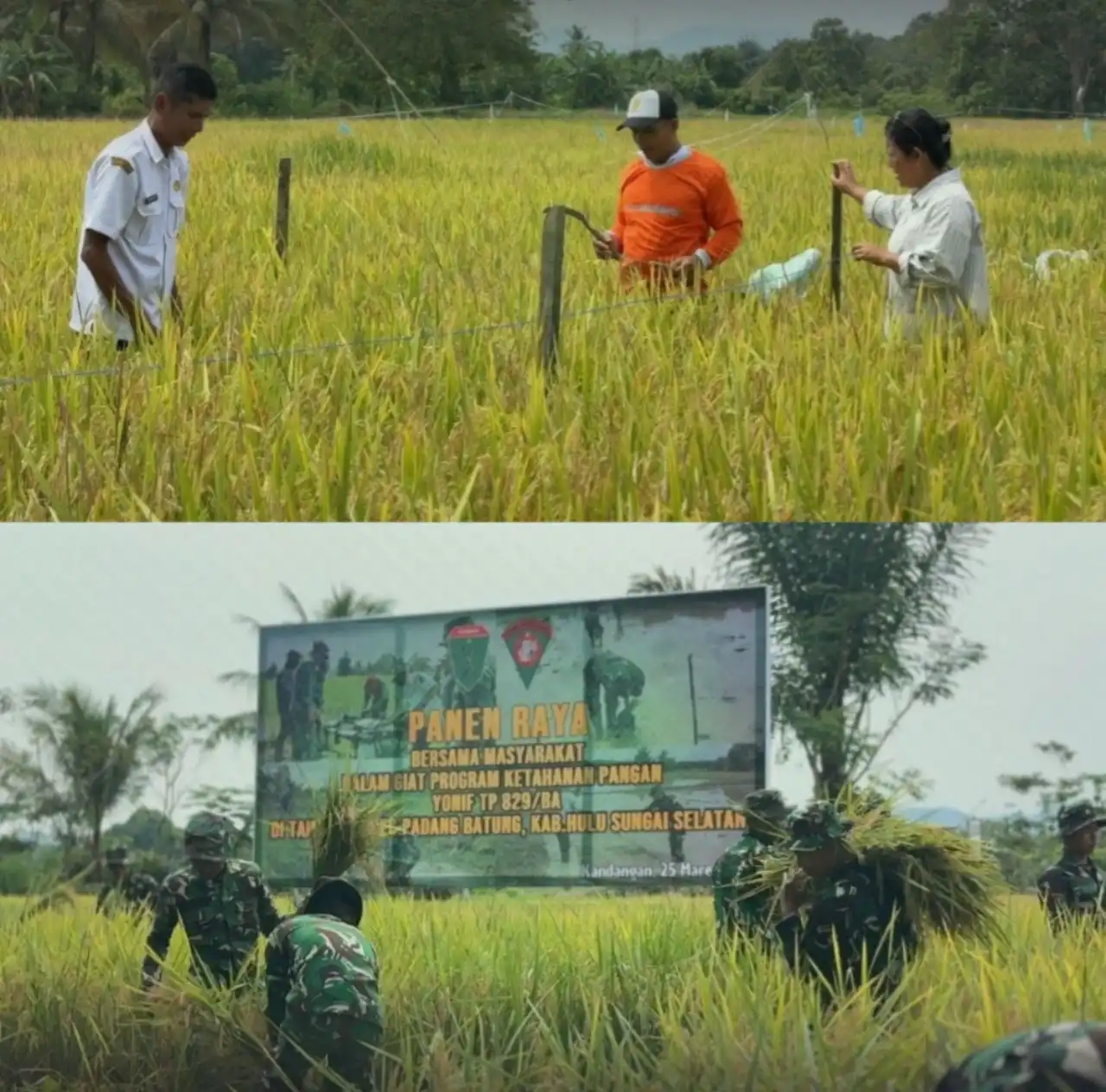 Panen Raya 5,6 Ton di Padang Batung, Sinergi Pemkab HSS dan TNI Perkuat Ketahanan Pangan