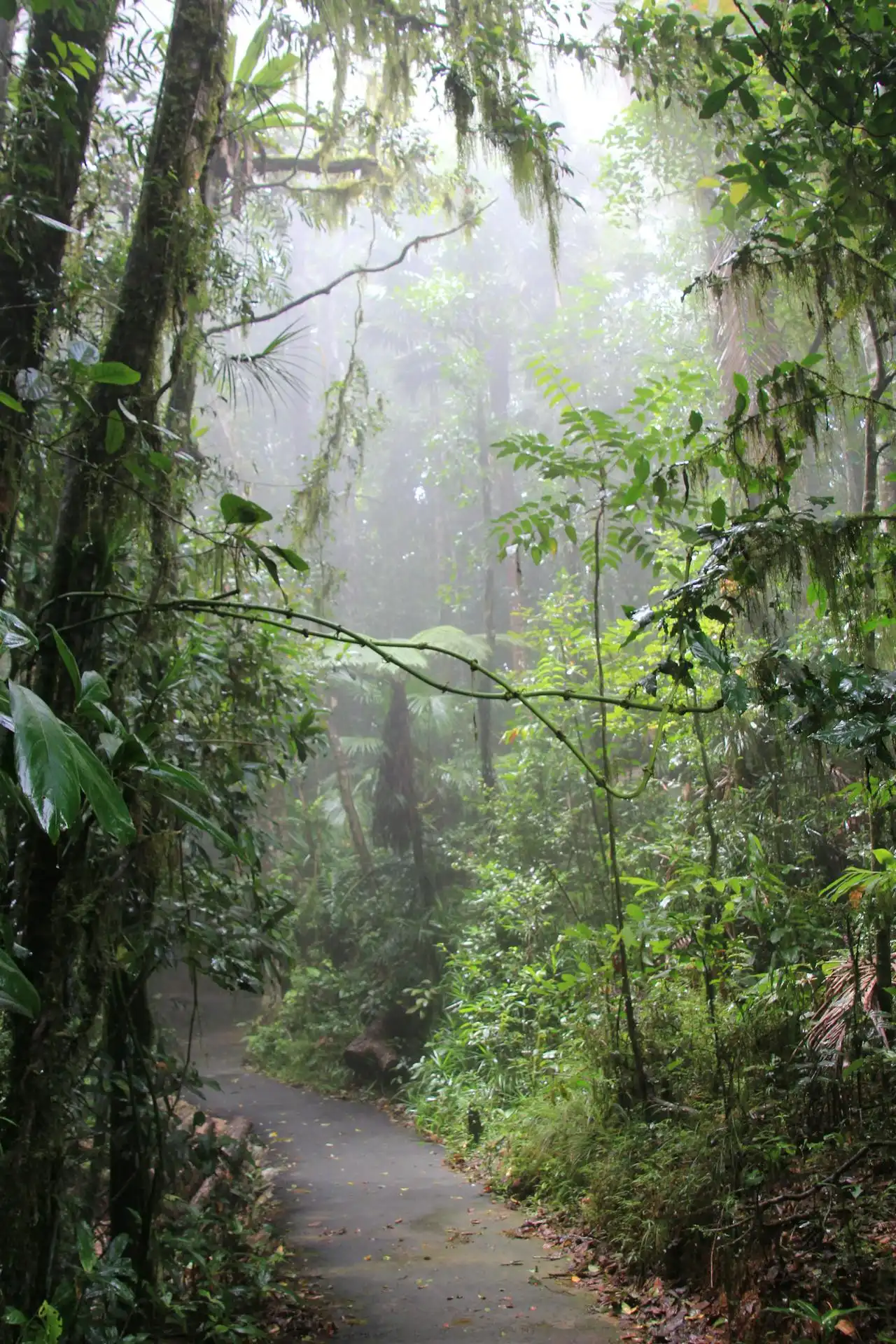 Bosan Polusi Kota? Yuk Kenali Peran Penting Hutan Lebih Dalam