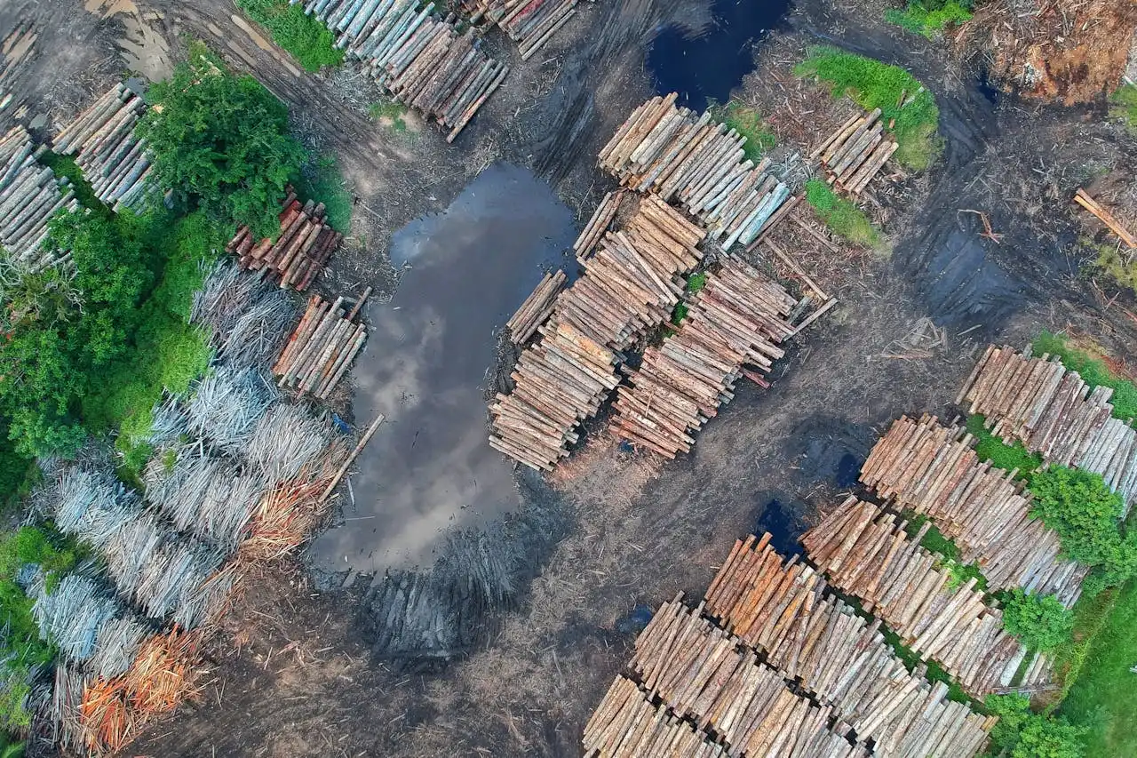 Deforestasi: Alasan Utama Kenapa Cuaca Sekarang Makin Ekstrem