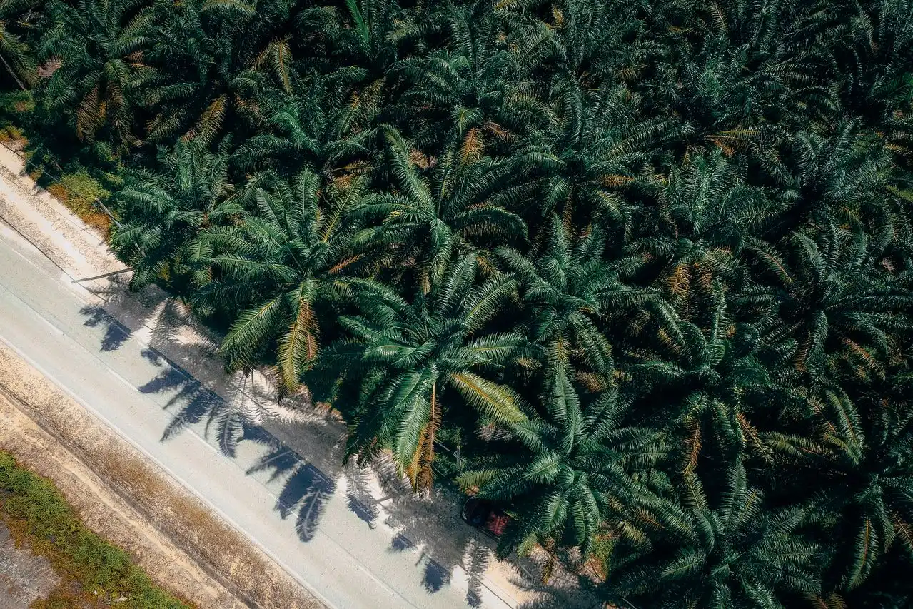 Mengenal Kelapa Sawit: Si Pohon Ajaib yang Diam-Diam Mengatur Hidup Kita