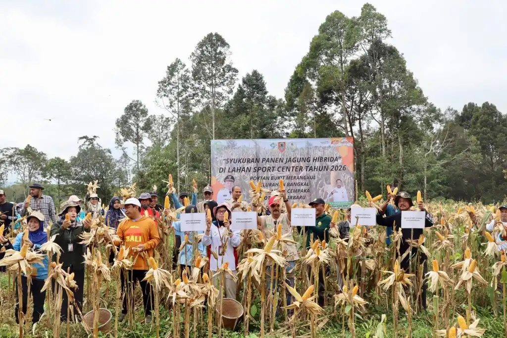 Panen Jagung Hibrida Perdana di Bukit Merangkul, Produktivitas Capai 7,1 Ton per Hektare!