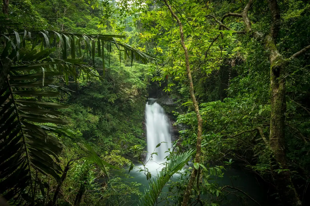 Gerah Banget? Ini Alasan Hutan Penting untuk Mendinginkan Bumi